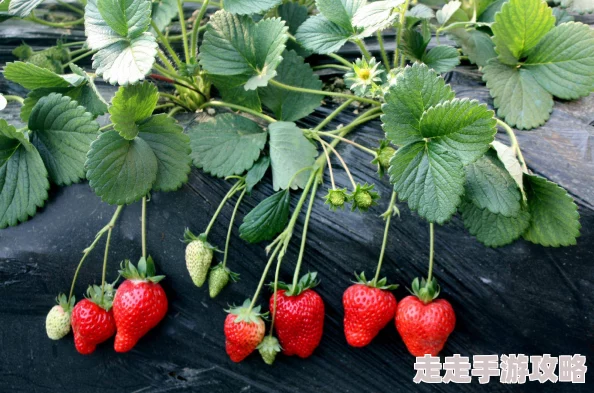 草莓晚上湿漉漉的最新研究发现草莓在夜间吸收水分更为明显对其生长和口感产生积极影响